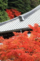 まだ見頃