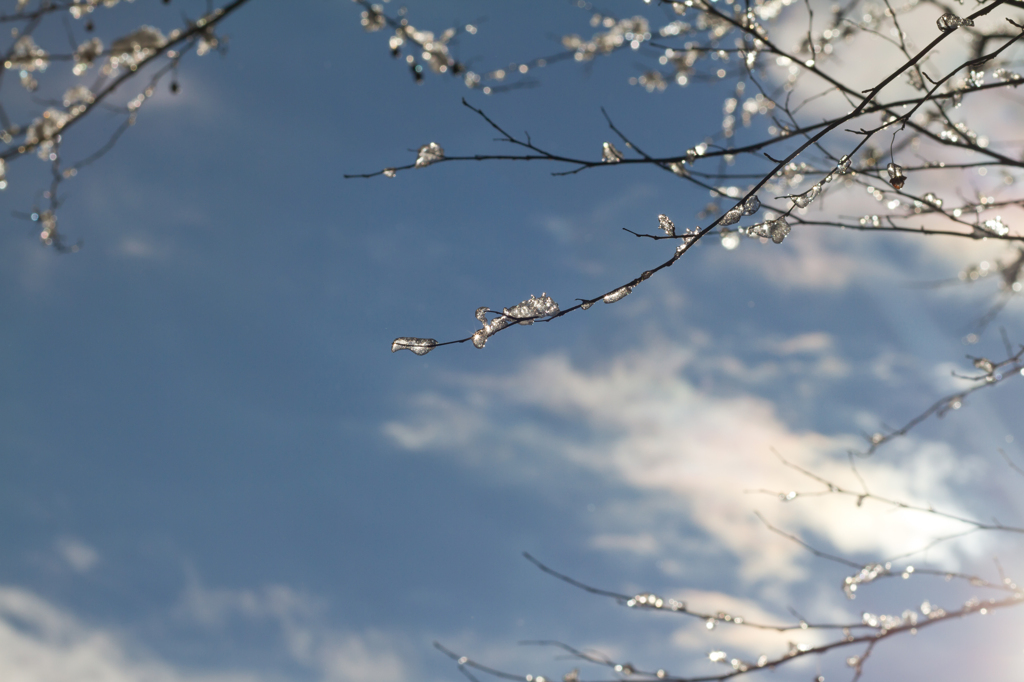 ice flower