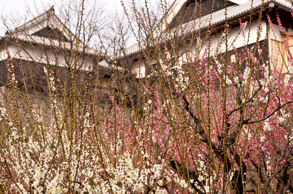 熊本城の梅園にて