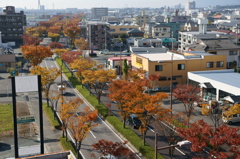 桜並木（紅葉）