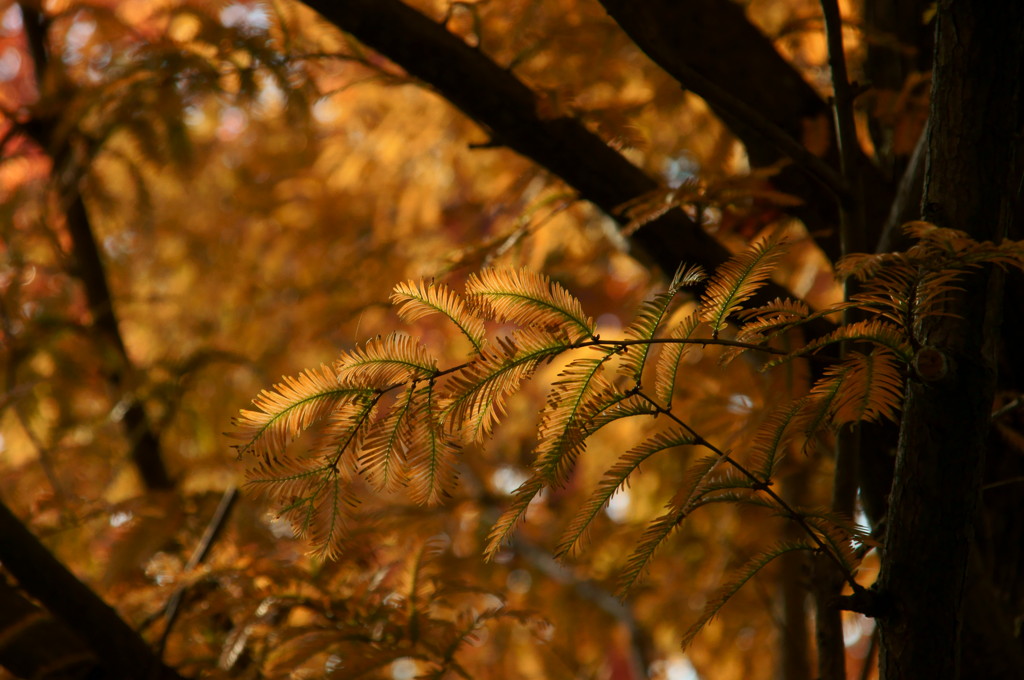 紅葉（？）