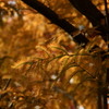 紅葉（？）