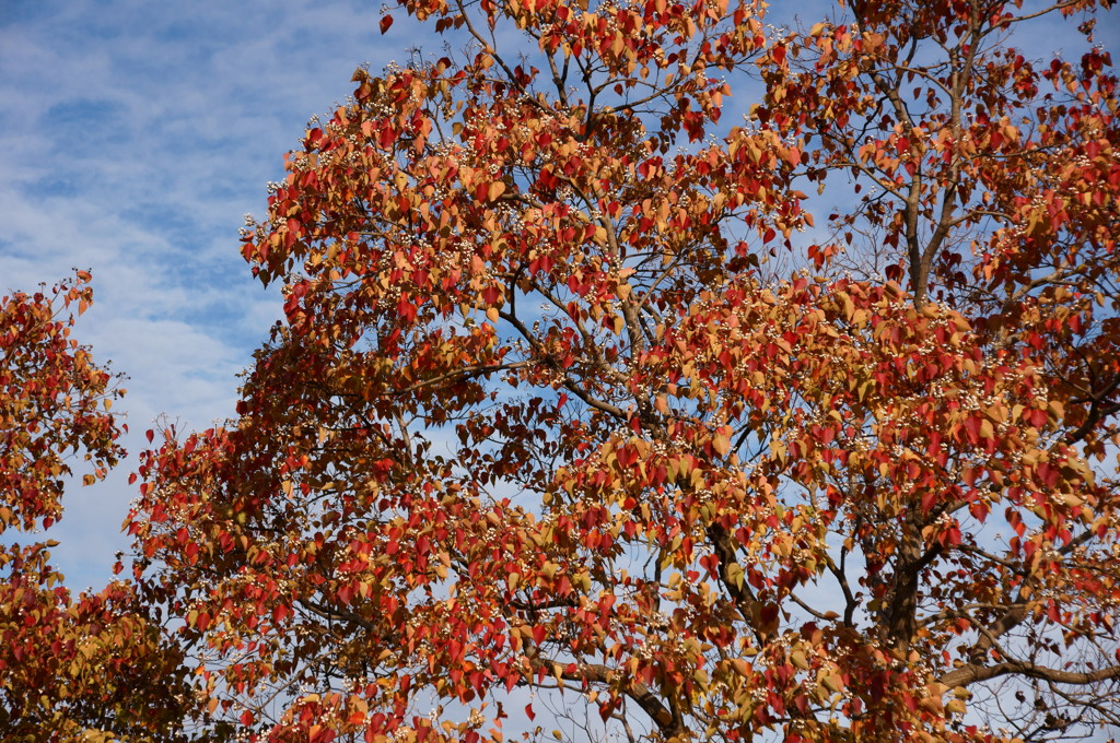 紅葉５