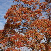 紅葉５