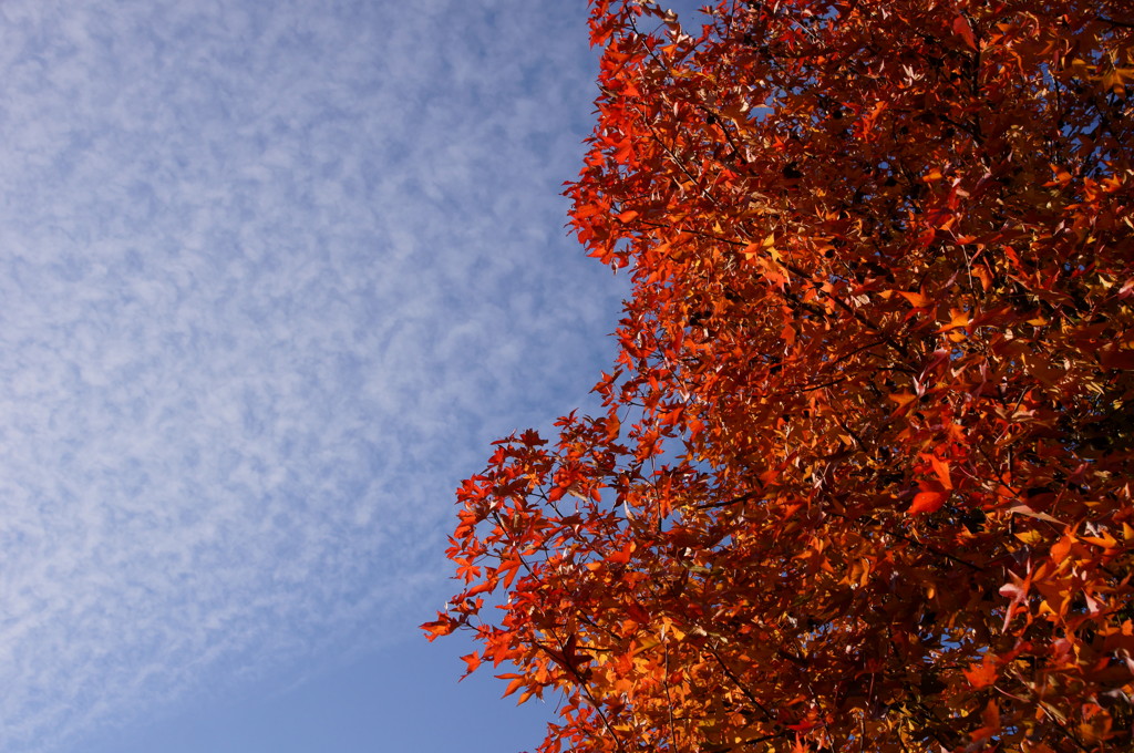 紅葉と鱗雲