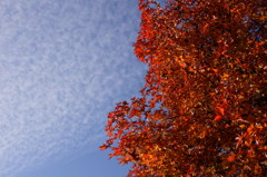 紅葉と鱗雲