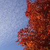 紅葉と鱗雲