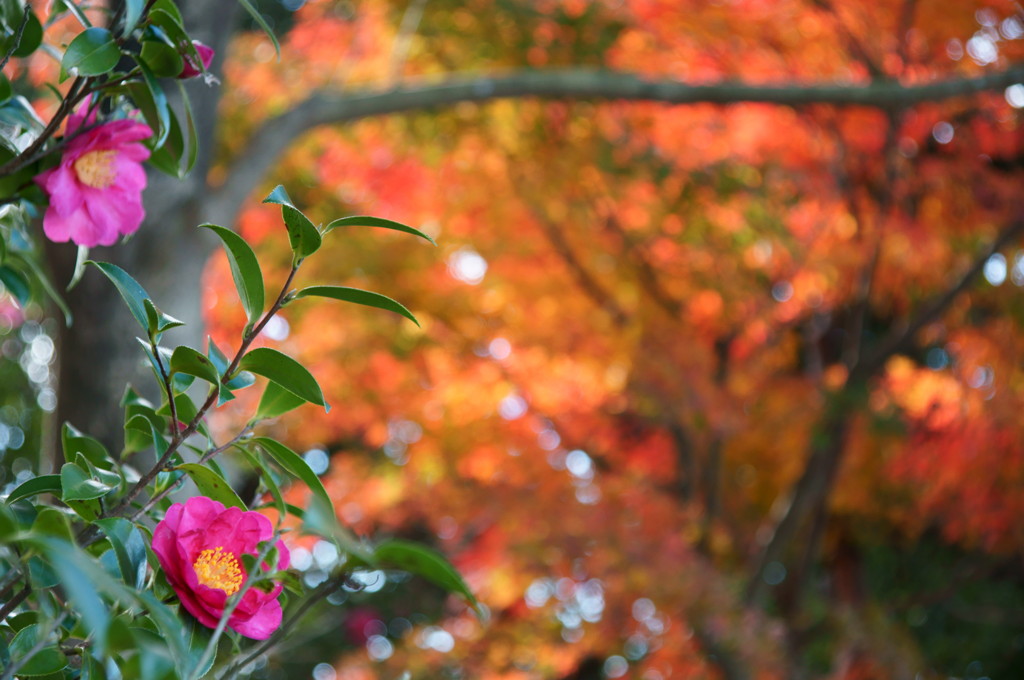 サザンカと紅葉