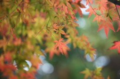 冬景色が来る前に２