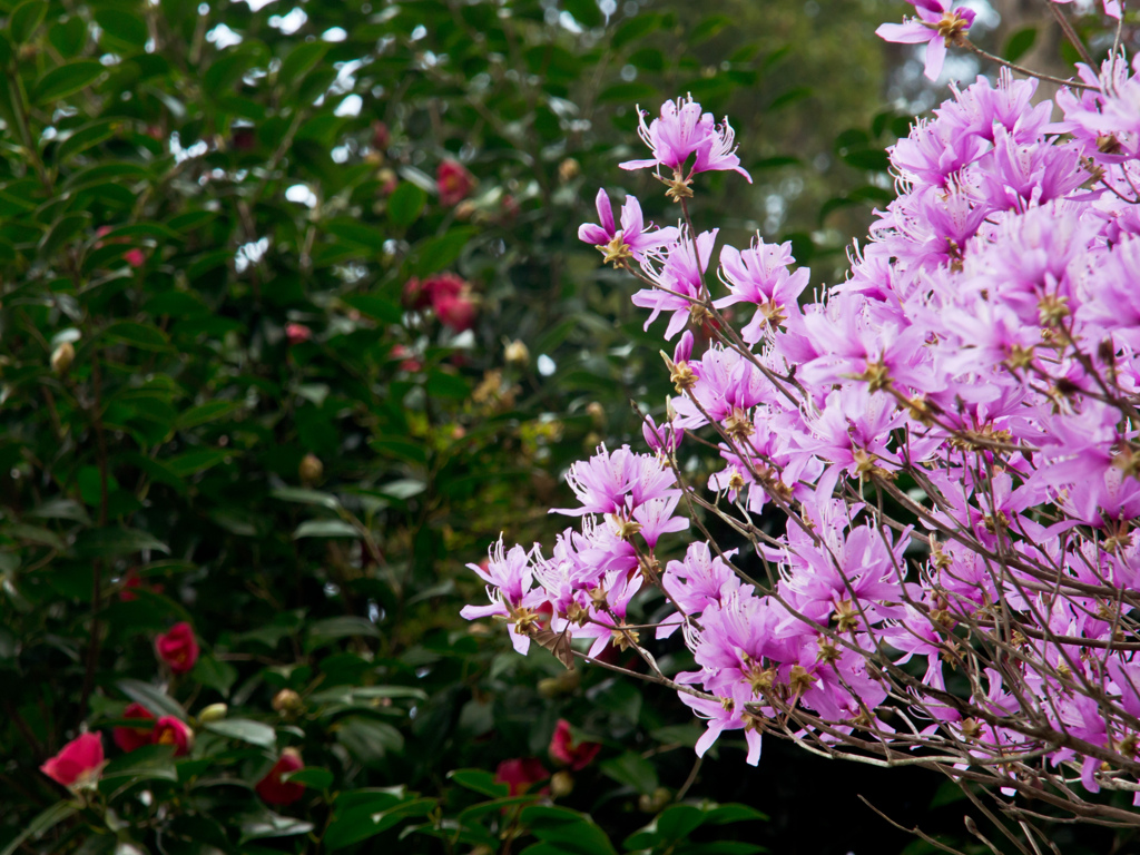 きれいな花でした