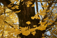 冬景色が来る前に３