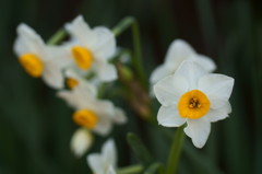 出会った野草たち２