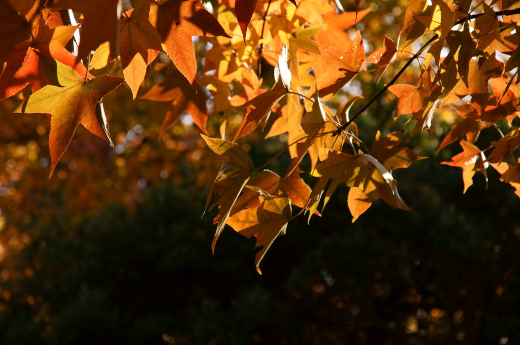 紅葉４