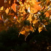 紅葉４