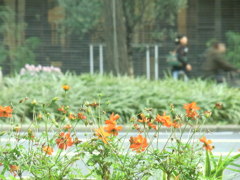 御堂筋にて