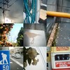 collage5