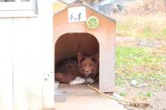 看板犬