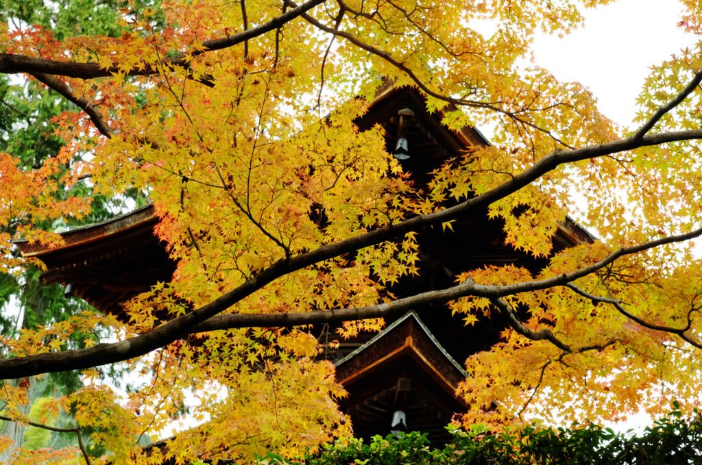 常寂光寺