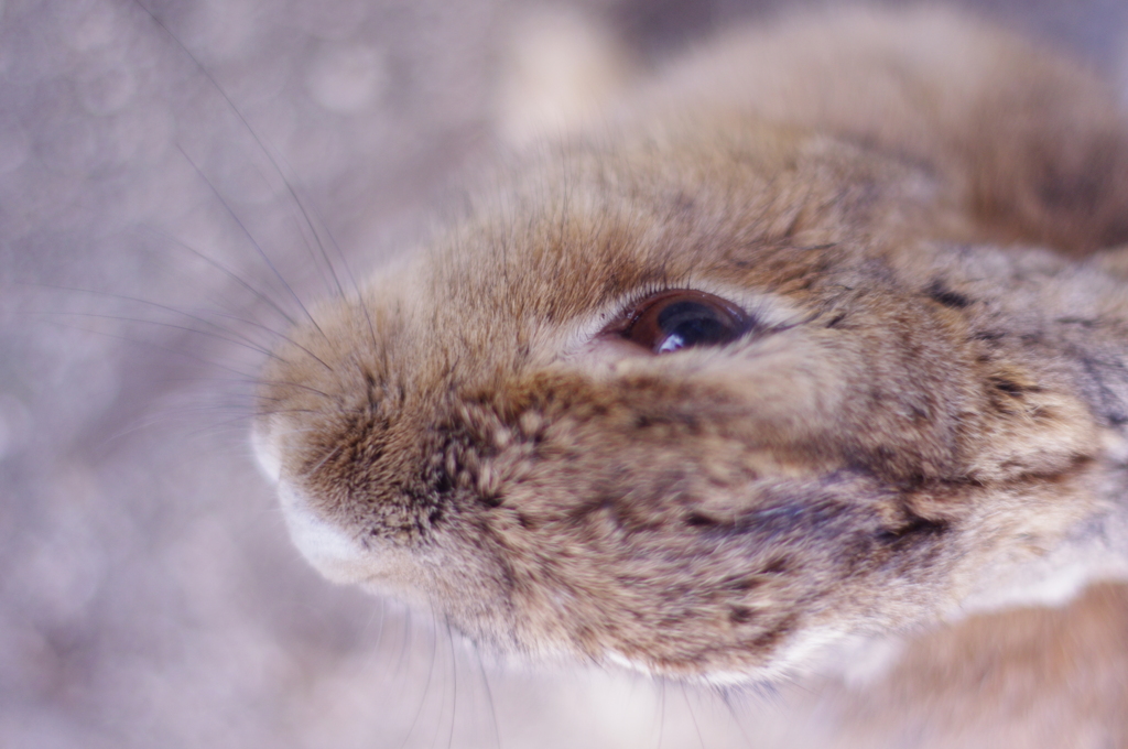 うさぎアップ