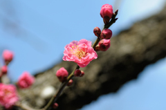 梅