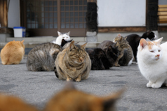 猫たくさん