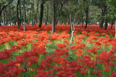 曼珠沙華