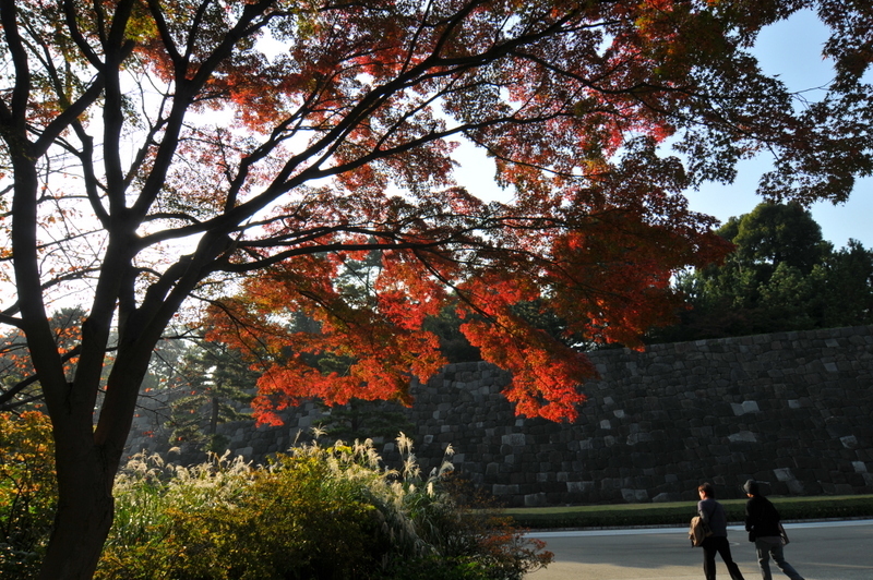 晩秋の皇居東御苑
