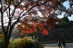 晩秋の皇居東御苑