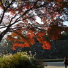 晩秋の皇居東御苑