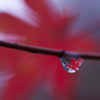 A leaf in the tear