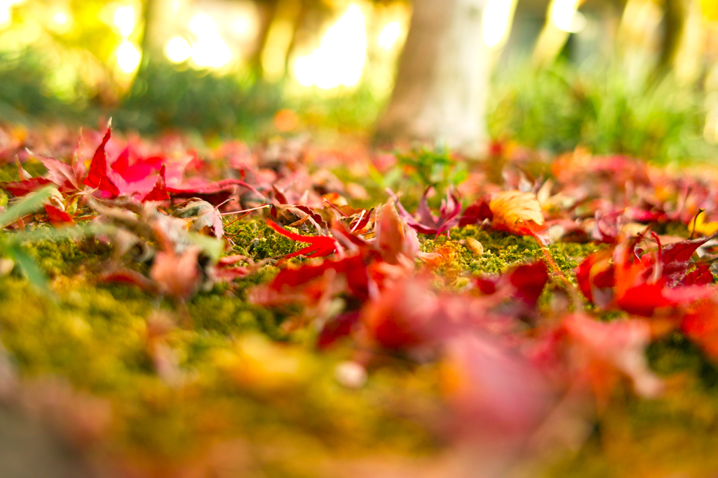 本土寺の紅葉