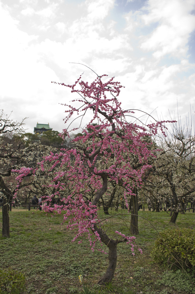 大阪城公園梅林-8