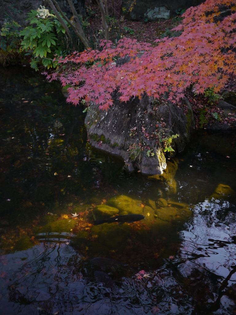 紅葉と鯉