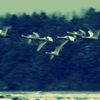 9羽の白鳥