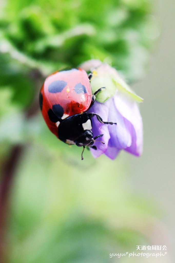 花遊戯