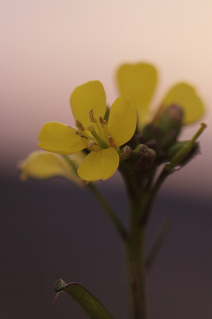 夕暮れ草花^^