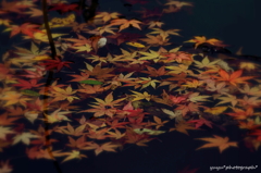 池もみじ^^