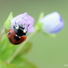 flower climber