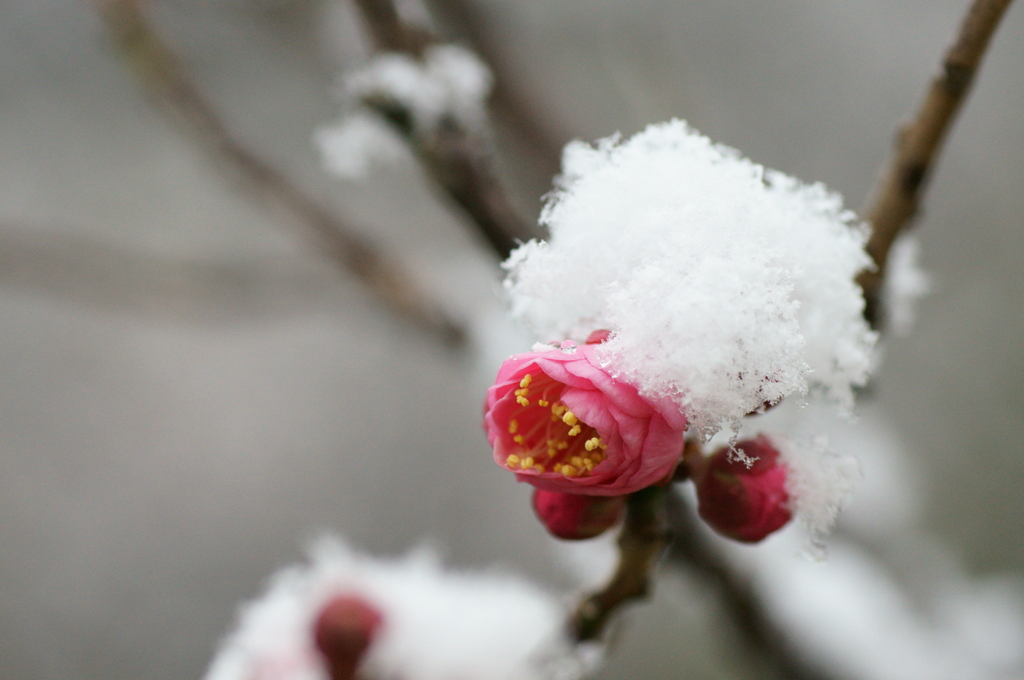 雪帽子