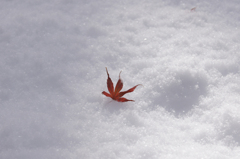 雪の上の落葉