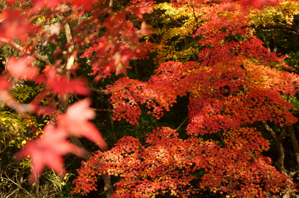 艶やか紅葉
