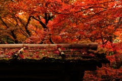 紅葉積もる