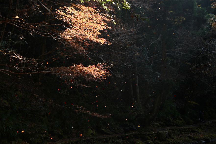風雅の舞/赤目四十八滝