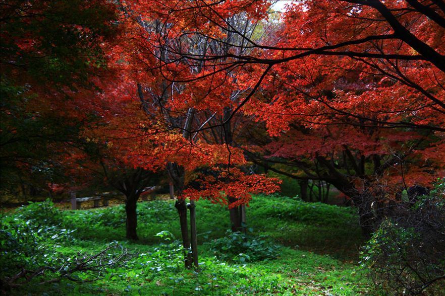 緑に映える紅葉