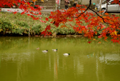 水辺に紅葉の降りかかる