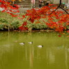 水辺に紅葉の降りかかる