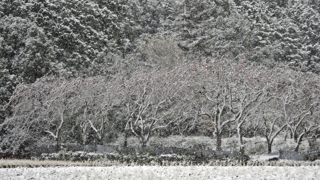 風雪の柿木