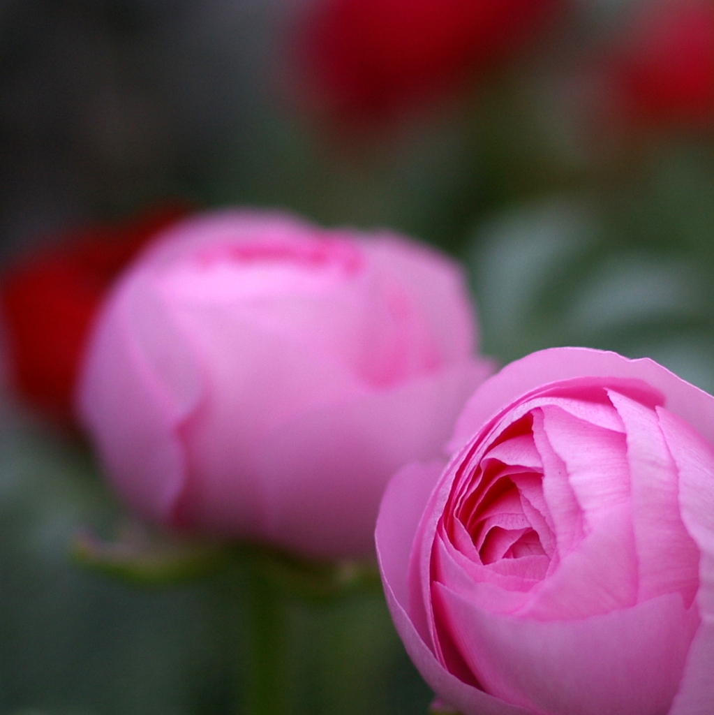 Ranunculus