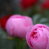 Ranunculus