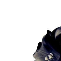noir lily